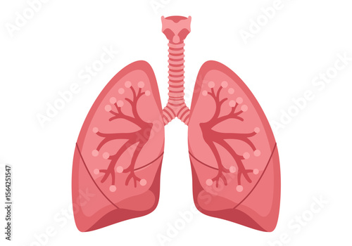 Anatomical Illustration of Human Lungs with Bronchial Tubes.