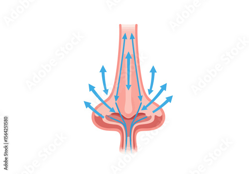 Human Nasal Cavity Airflow Diagram Showing Airflow Path.