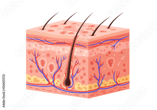 Detailed Skin Structure Illustration with Hair Follicles and Blood Vessels.
