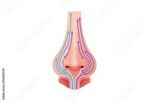 Detailed Anatomical Illustration of Human Nose with Airflow Pathways.