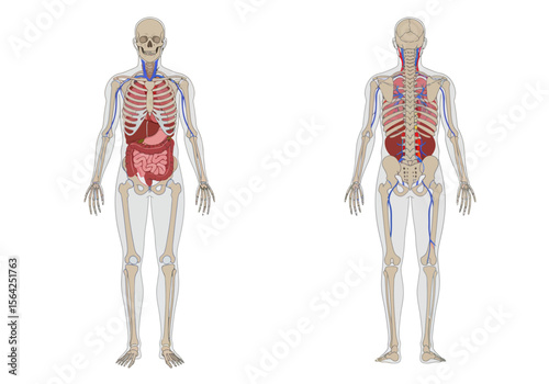 Detailed Anatomical Diagram of Human Body Showing Internal Organs.