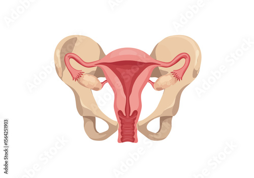 Anatomical Illustration of Female Reproductive System with Pelvic Bone.