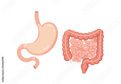 Cartoon Stomach and Intestine Illustration Human Digestive System Anatomy.