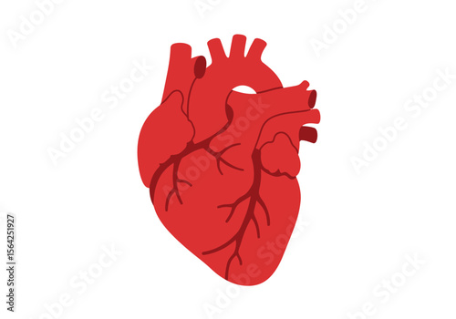 Detailed Anatomical Illustration of a Human Heart Red Showing Chambers and Vessels.