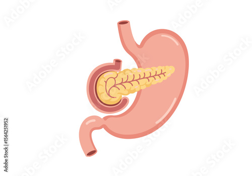 Anatomical Illustration of Human Stomach and Pancreas in Light Pink and Yellow.