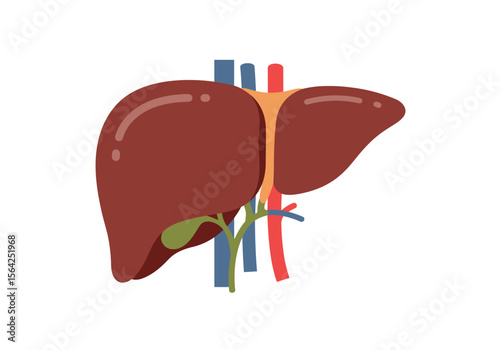 Human Liver Anatomy Diagram with Blood Vessels.