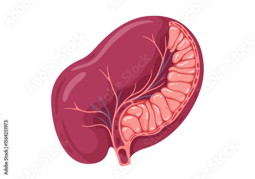 Anatomical Illustration of a Human Spleen Showing Internal Structures.