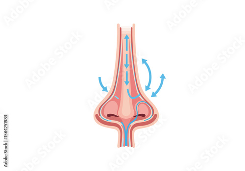 Detailed Anatomical Illustration of Human Nose with Airflow.