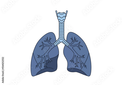 Anatomical Illustration of Lungs with Trachea.