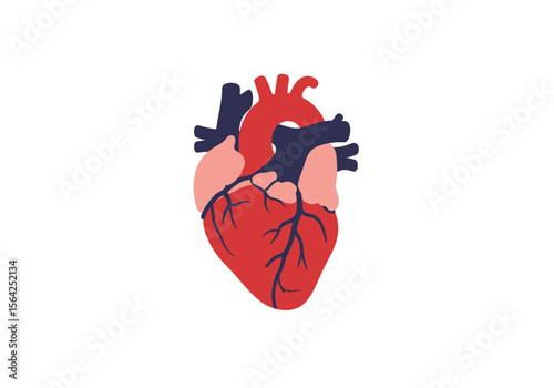 Stylized Anatomical Heart Illustration with Red Pink and Blue Colors.