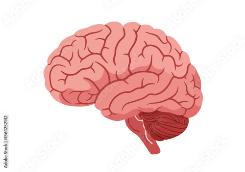 Side View of a Detailed Human Brain Illustration.
