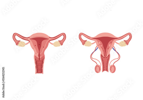 Anatomical Illustration of Female and Male Reproductive Systems Vector Style.