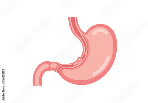 Detailed Illustration of a Human Stomach Showing its Anatomy and Internal Structure with Esophagus and Pylorus.