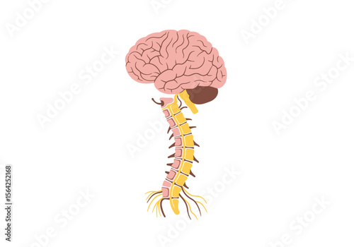 Detailed Illustration of Human Brain and Spinal Cord Anatomy.