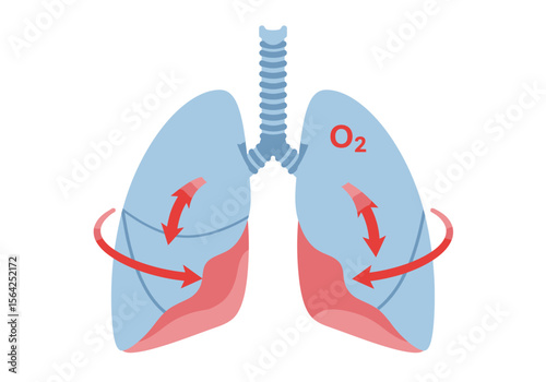 Human Lungs Illustration with Oxygen and Red Arrows Indicating Airflow.