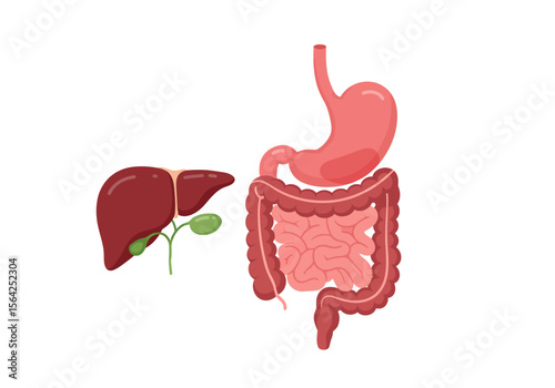 Illustrated Human Digestive System: Liver Gallbladder Stomach and Intestines.