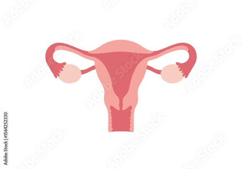 Anatomical Illustration of the Female Reproductive System with Uterus and Ovaries.