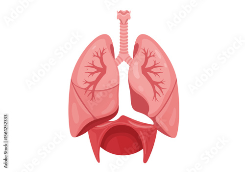 Detailed Illustration of Human Lungs with Bronchial Tree and Trachea.
