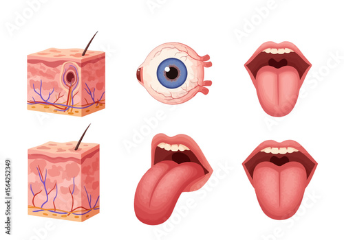 Human Anatomy: Skin Eye and Mouth with Tongue Illustration.