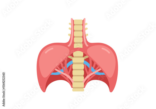 Simplified Anatomical Illustration of Human Respiratory System Lungs and Trachea.