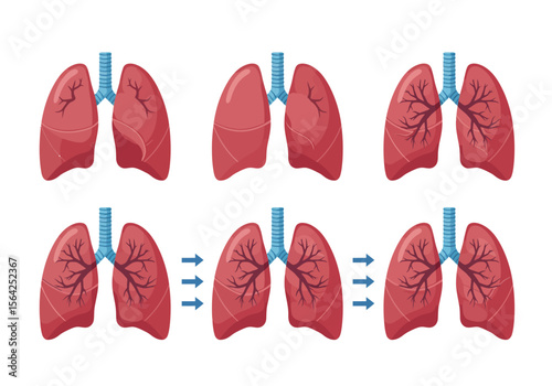 Illustrated Human Lungs Depicting Respiratory System Anatomy and Function.