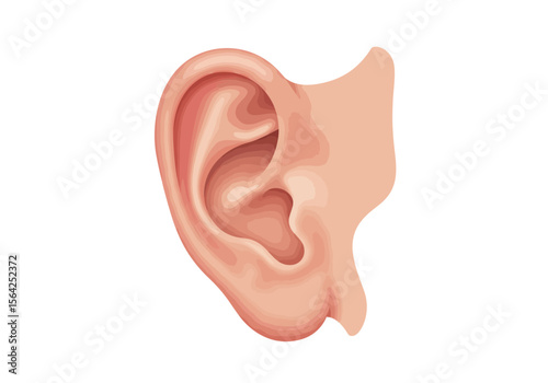 Detailed Illustration of a Human Ear.