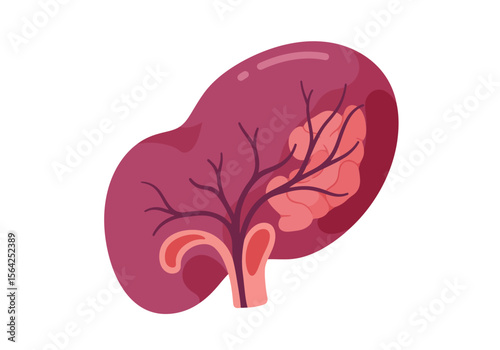 Stylized Illustration of a Human Spleen with Veins and Lobules.