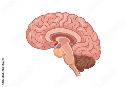 Anatomical Illustration of Human Brain Section with Pink Lobes and Glands.