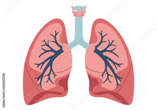 Simplified Anatomical Illustration of Human Lungs with Bronchial Tree.