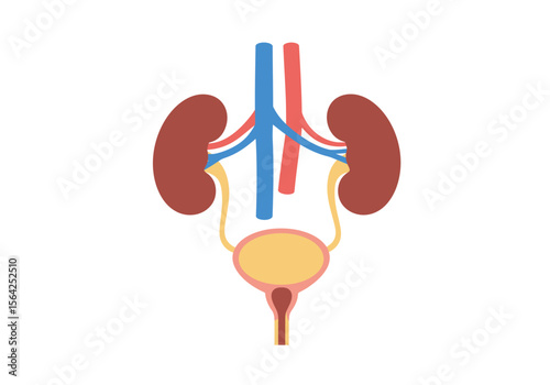 Human Urinary System Illustration: Kidneys Ureters Bladder and Vessels.