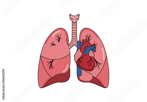 Anatomical Illustration of Lungs Trachea and Heart with Veins and Arteries.