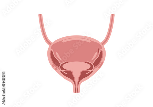 Anatomical Illustration of a Human Bladder Ureters and Urethra.