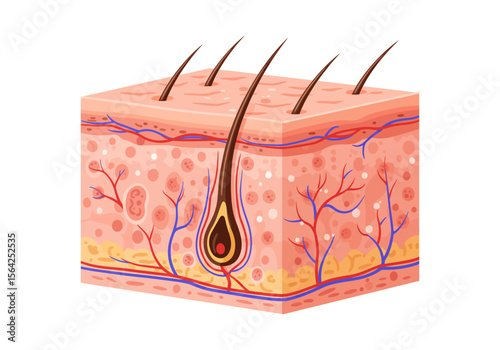 Cross-Section of Human Skin with Hair Follicle and Blood Vessels.