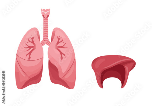 Anatomical Illustration of Lungs Trachea and Diaphragm in Pink Tones.