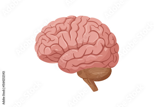 Detailed Illustration of a Human Brain Pinkish-Beige Showing Gyri and Sulci with Brown Brainstem.