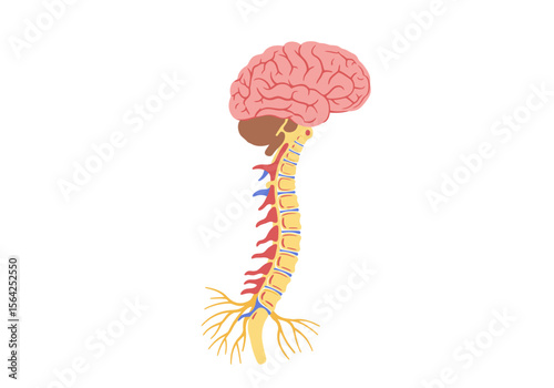 Human Brain and Spinal Cord Anatomy Diagram.