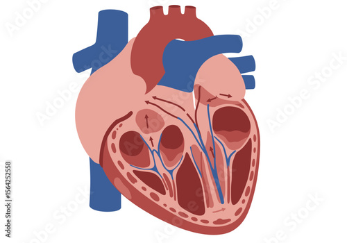 Human Heart Anatomy Diagram with Blood Flow.