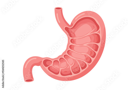 Detailed Illustration of a Human Stomach J-Shaped Organ with Rugae Pink Hues Internal Anatomy Visible.