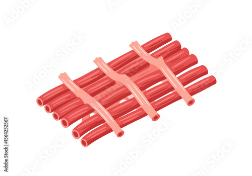 Detailed Illustration of a Fascicle: Bundled Muscle Fibers with Connective Tissue.