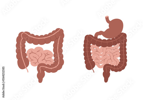 Anatomical Illustration of Human Digestive System Depicting Intestines and Stomach.
