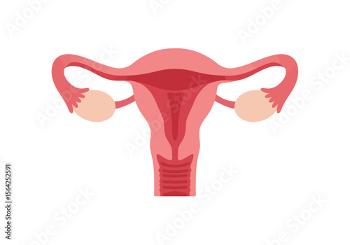 Female Reproductive System Diagram with Ovaries and Uterus.