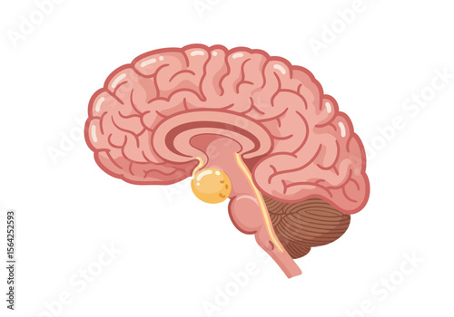 Detailed Illustration of a Human Brain showcasing Cerebrum Cerebellum and Brainstem with Pituitary Gland.