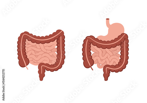 Anatomical Illustration of Human Digestive System with Intestines and Stomach.