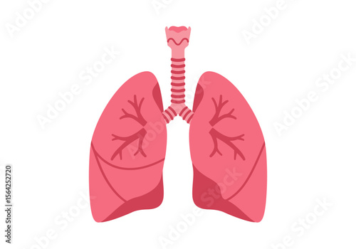 Anatomical Illustration of Human Lungs with Trachea.