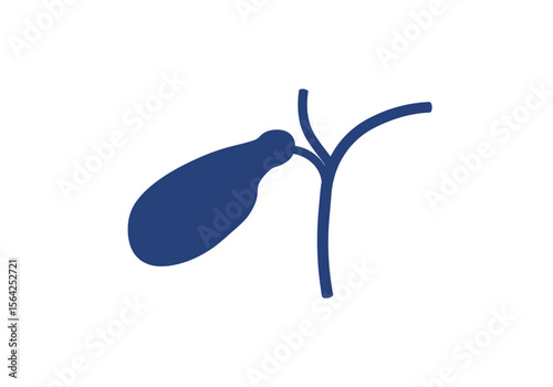 Simplified Anatomical Illustration of Human Gallbladder and Bile Ducts.