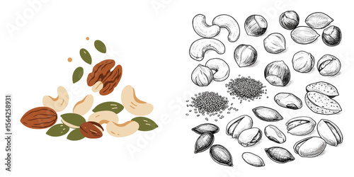 Mixed Nuts and Seeds. Colorful and monochrome sketch illustrations of assorted nuts and seeds, hand-drawn vectors on transparent background. Healthy snacks, diet, nutrition, organic food, ingredients