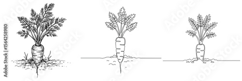 Carrot in Ground. Monochromatic illustration of a carrot growing in soil, roots and the top of the root vegetable, on transparent background. Vegetables, gardening, healthy food, harvest