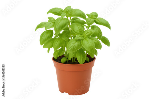 Wallpaper Mural Vibrant basil plant thriving in a terracotta pot, isolated on a transparent background, ideal for culinary and gardening concepts Torontodigital.ca