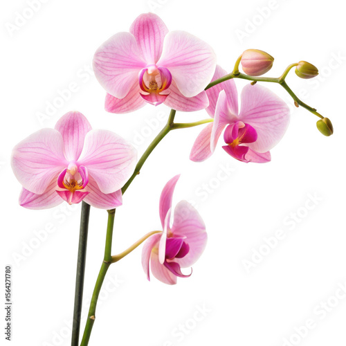 Two branches of Pink orchid Flowers realistic illustration isolated on a transparent background