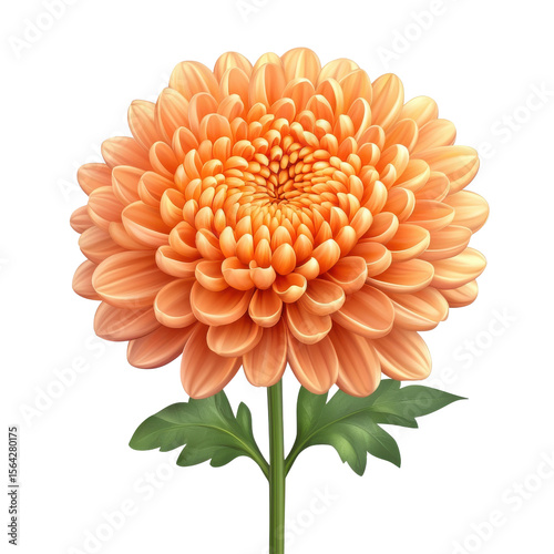 Vibrant Orange Chrysanthemum Flower with Full Bloom and Natural Green Leaves on White Background Ideal for Floral Designs and Nature Imagery